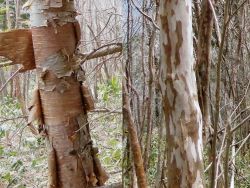 ダケカンバとリョウブ