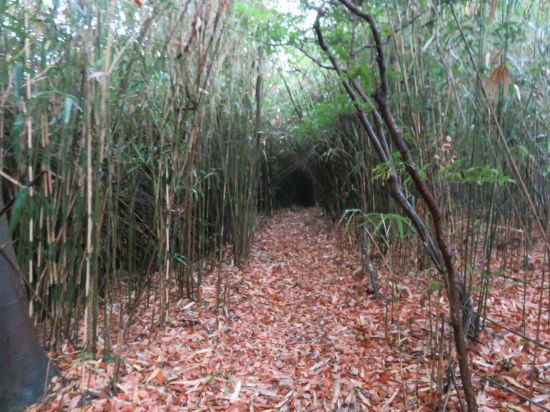 矢竹のトンネル