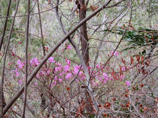 コバノミツバツツジ