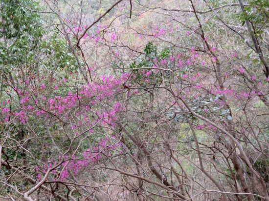 コバノミツバツツジ