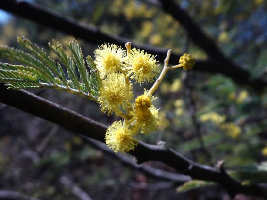 ミモザ(フサアカシア)