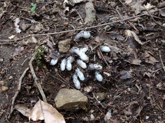 ギンリョウソウ