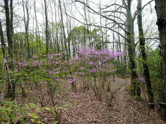 コバノミツバツツジ