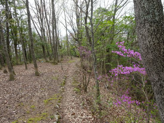 コバノミツバツツジ