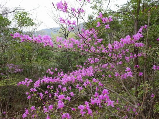 コバノミツバツツジ