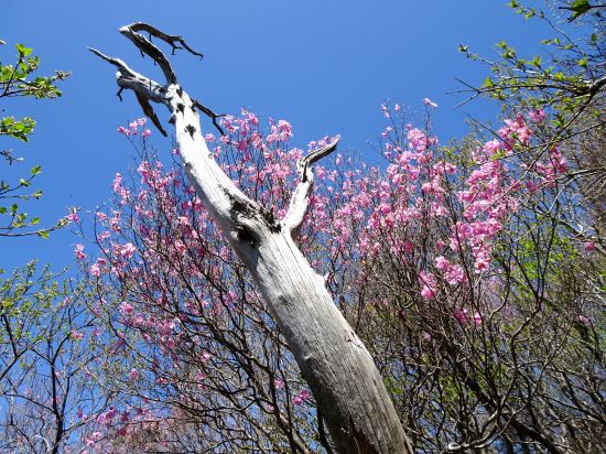 アケボノツツジ