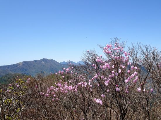 アケボノツツジ