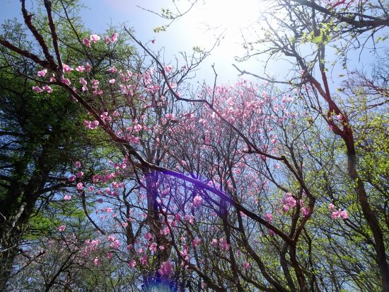 アケボノツツジ