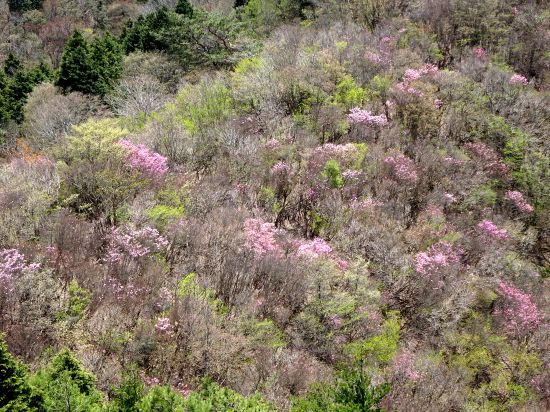 アケノボツツジ