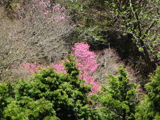 アケノボツツジ