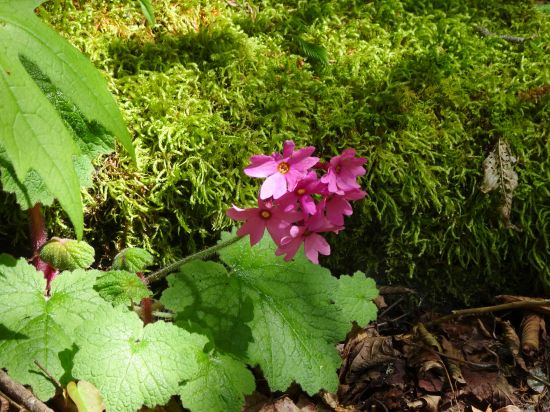 シコクカッコウソウ