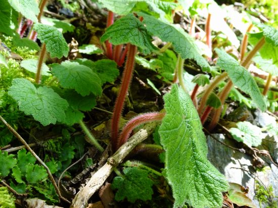 シコクカッコウソウ