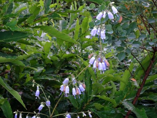 ツリガネニンジン