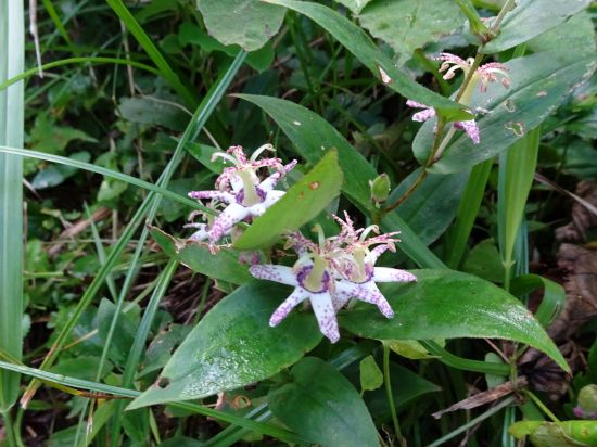 ヤマジノホトトギス