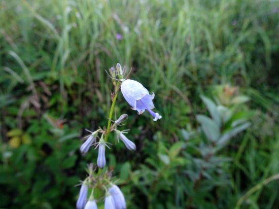 ツリガネニンジン