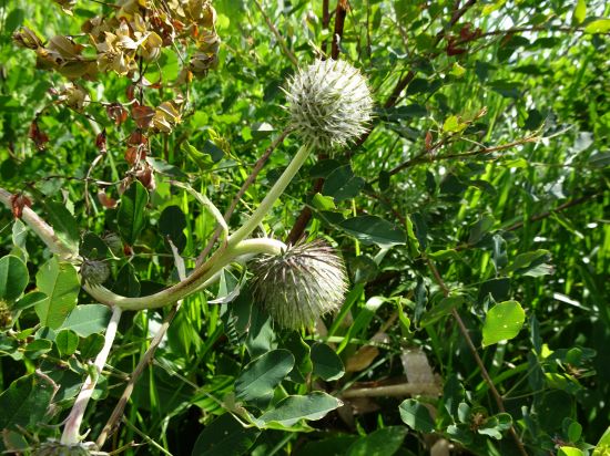 ハバヤマボクチ