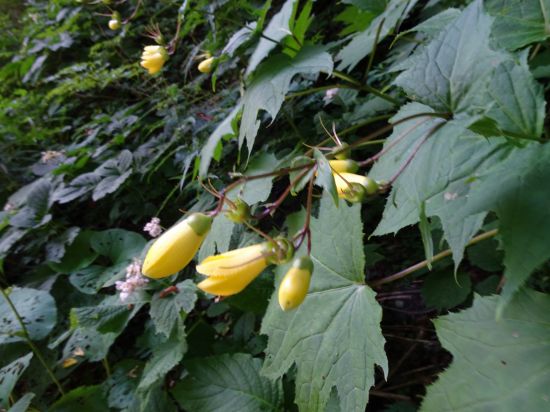 キレンゲショウマ