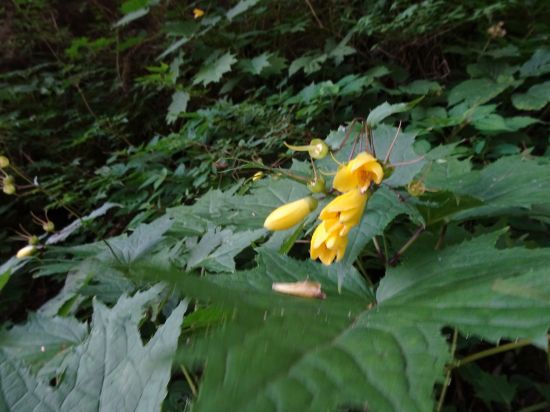 キレンゲショウマ