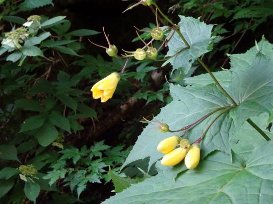 キレンゲショウマ