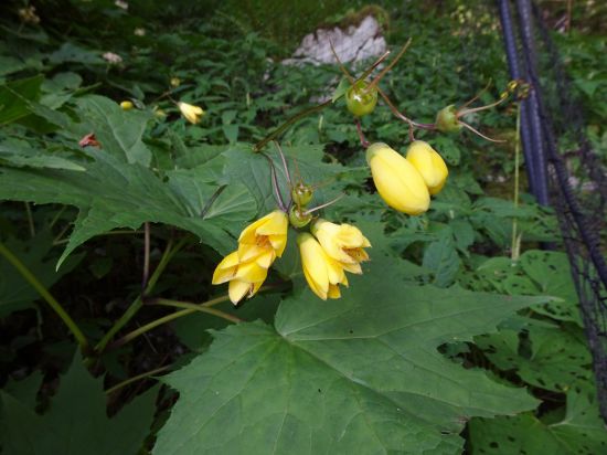 キレンゲショウマ