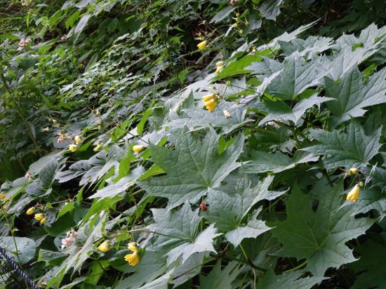 キレンゲショウマ