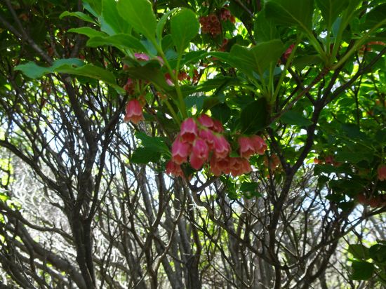 ツクシドウダン