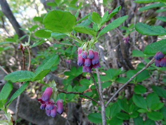 ムラサキツリガネツツジ