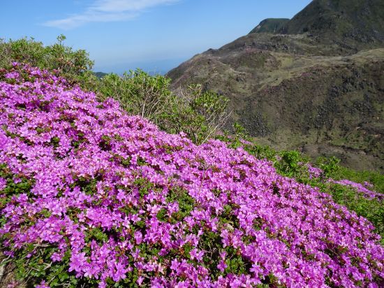 ミヤマキリシマ