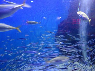 マリホ水族館