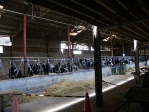 トムミルクファーム