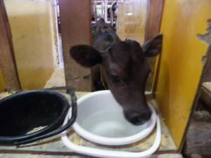 トムミルクファーム