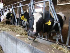 トムミルクファーム