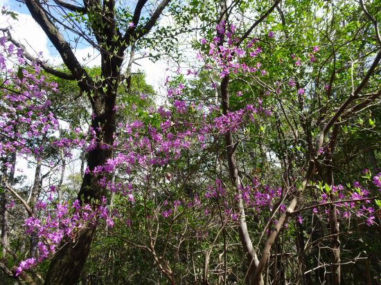 コバノミツバツツジ