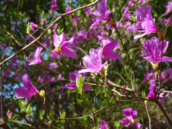 コバノミツバツツジ