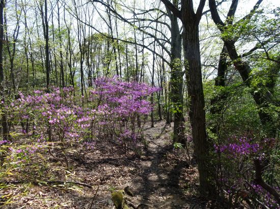 コバノミツバツツジ